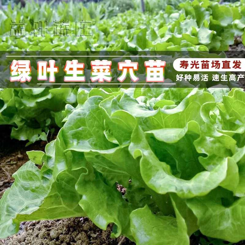 玻璃生菜种子四季播种早熟生菜种籽阳台庭院盆栽种植秋冬蔬菜