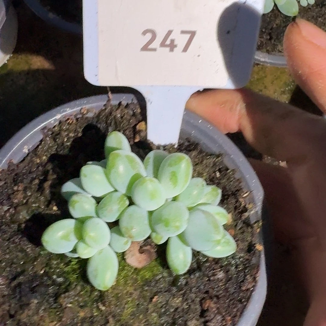 白兰地123456789101112