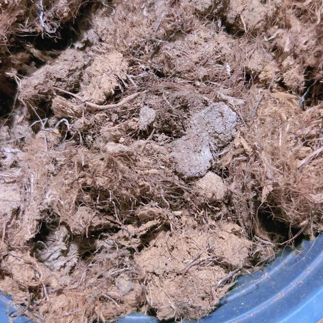 【闪购商品】粗泥潭多肉