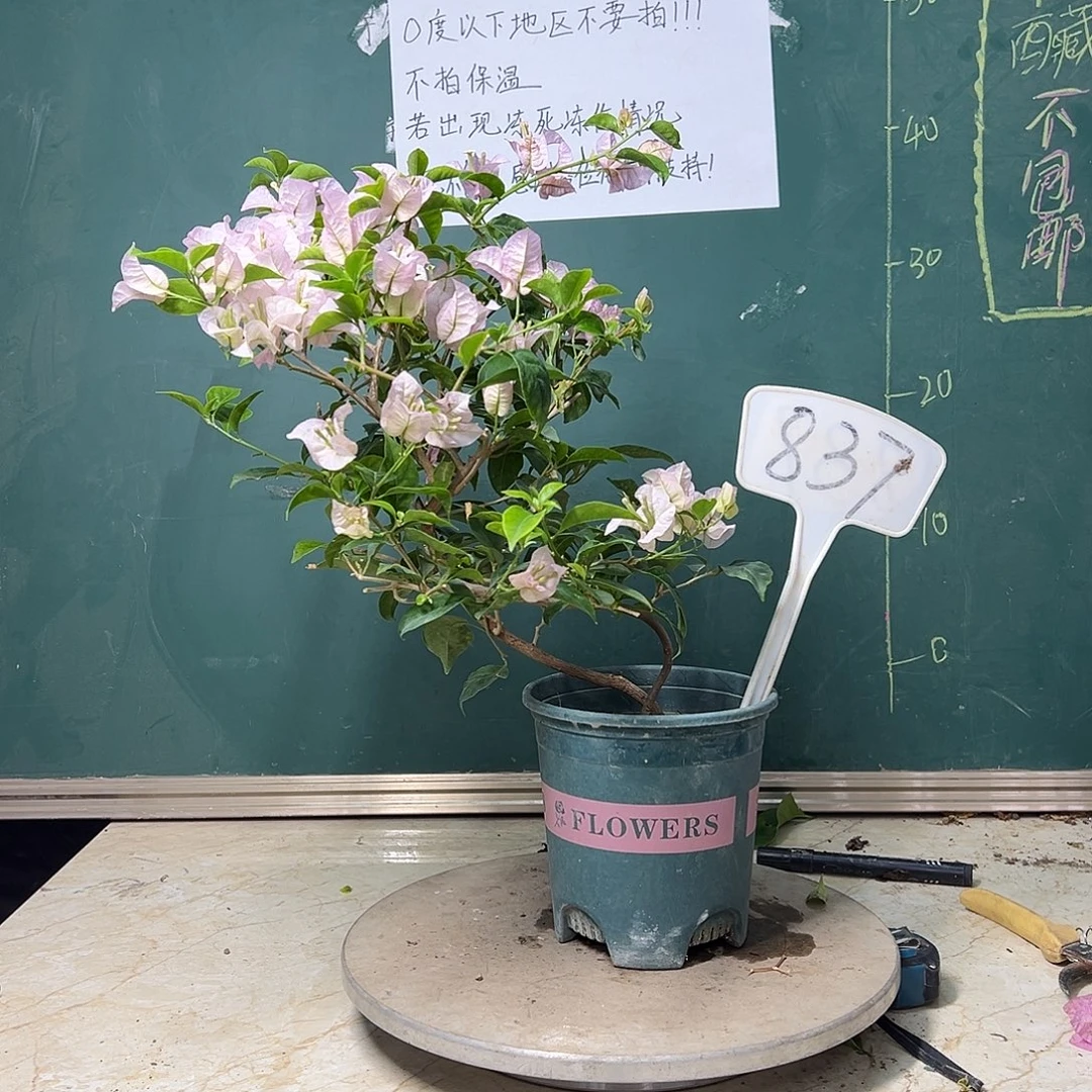 完全开放艺术款 苹果花 837