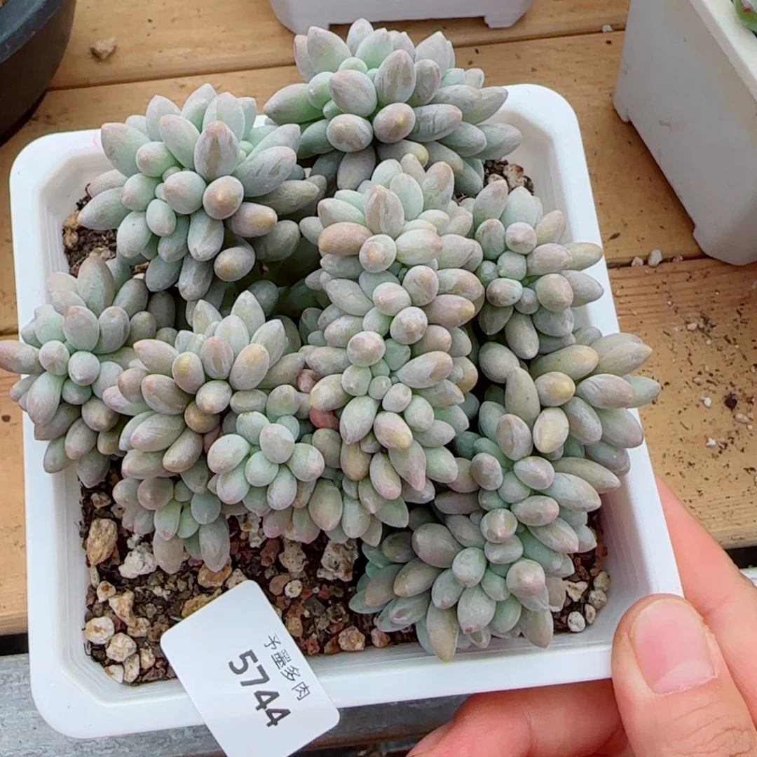 汤圆缀化，5744多肉植物