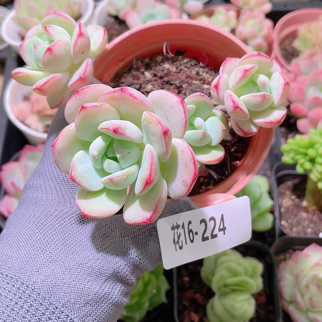 花利美16-224香草