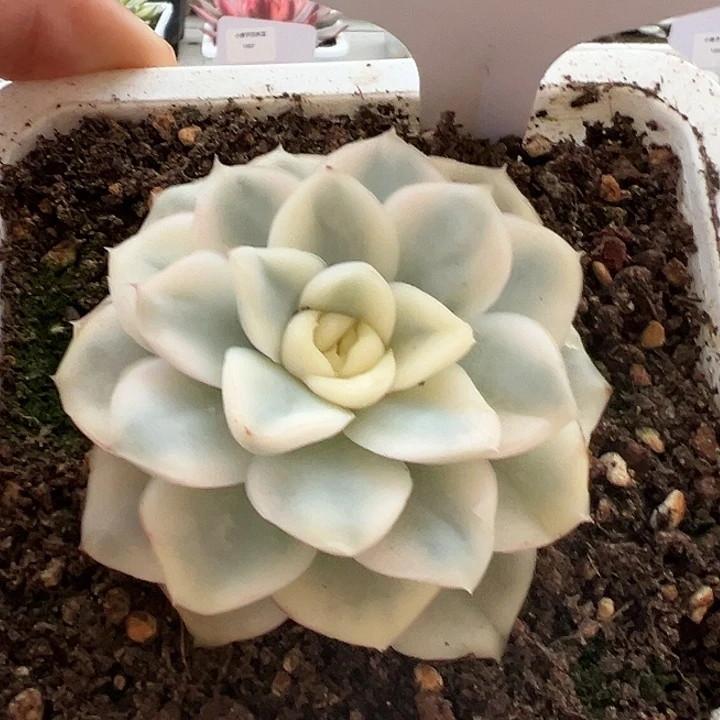 1167号雪鸢锦多肉
