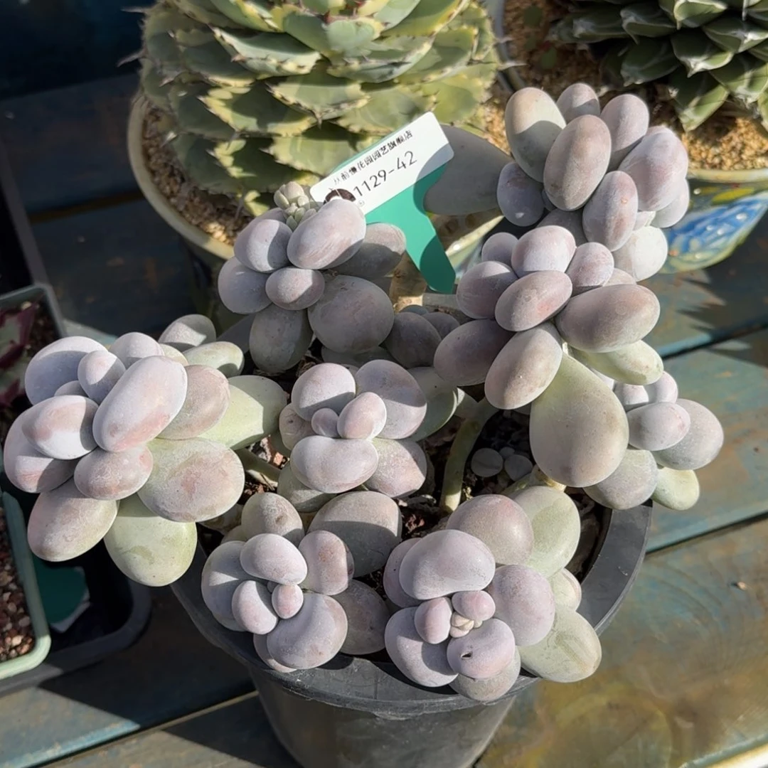 从前慢多肉精选编号1129.42