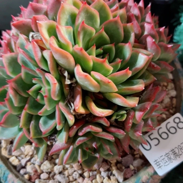 幸运的是我还没遇到过这样