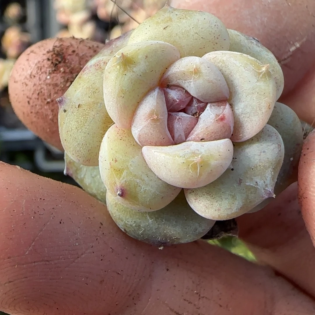 多肉小卡拉米糖心一物一拍