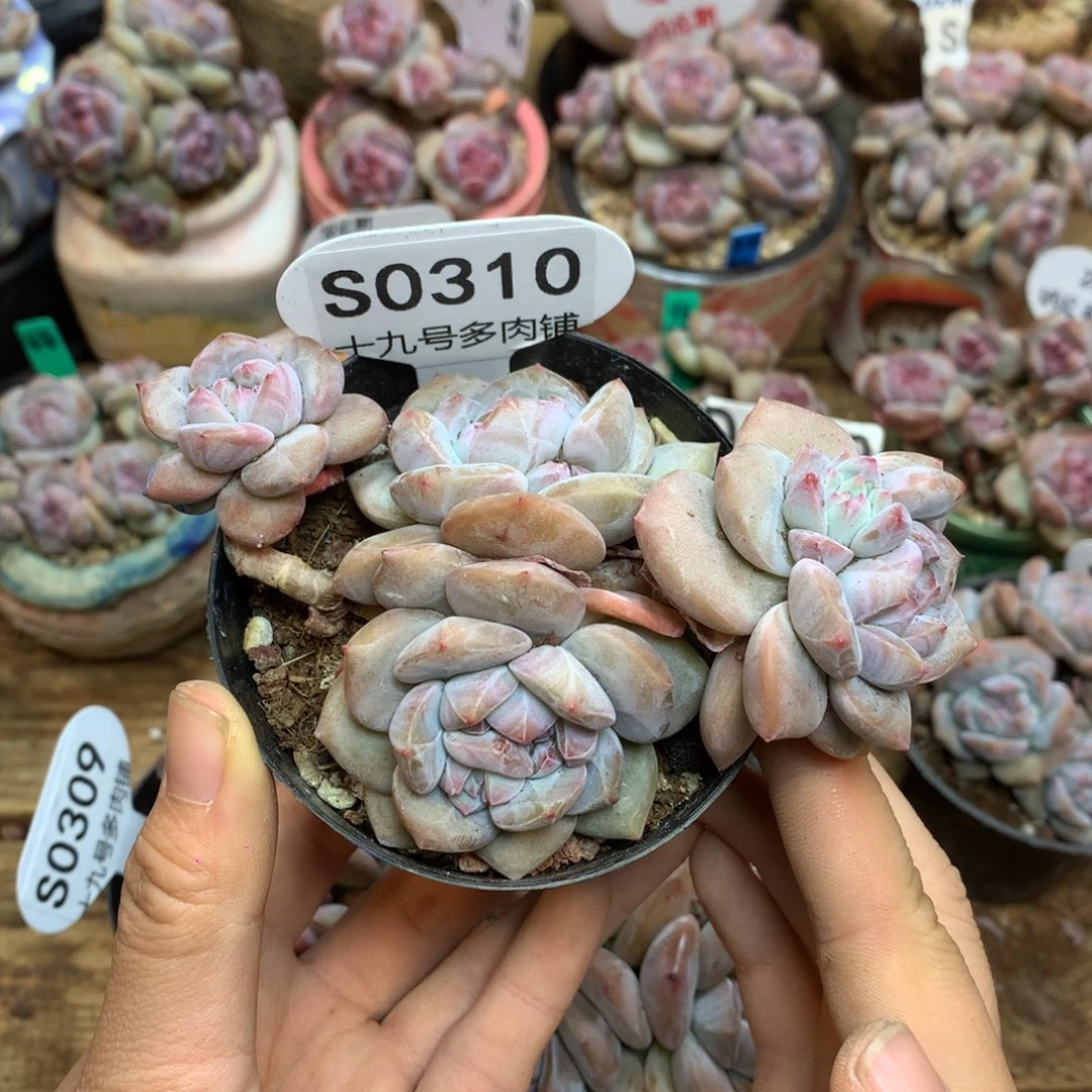 S0310 突尼斯 4头飘枝