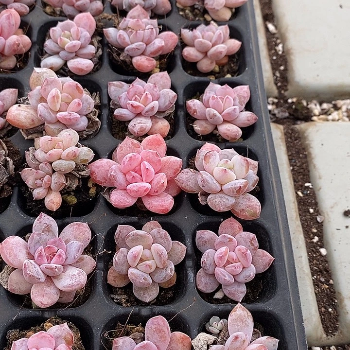 69 多肉植物盆栽花卉