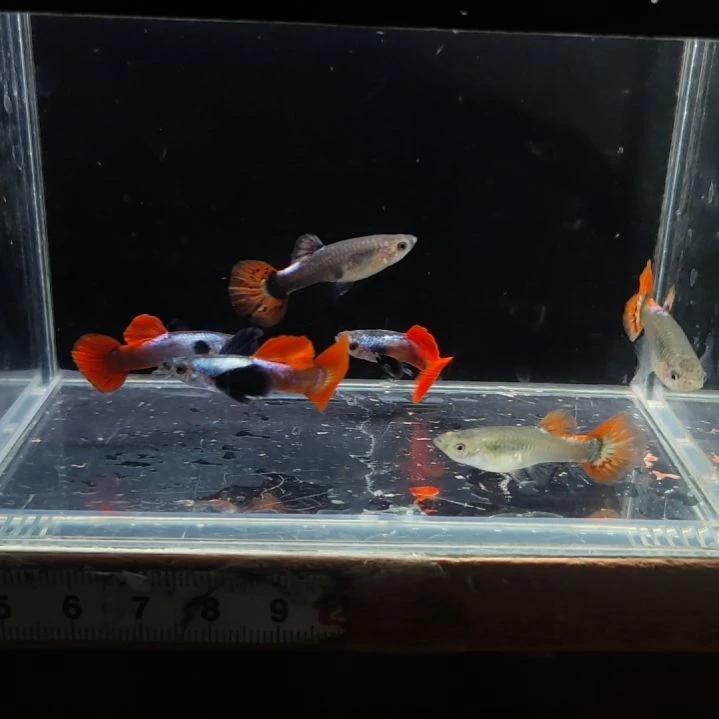 孔雀鱼白金大耳3对