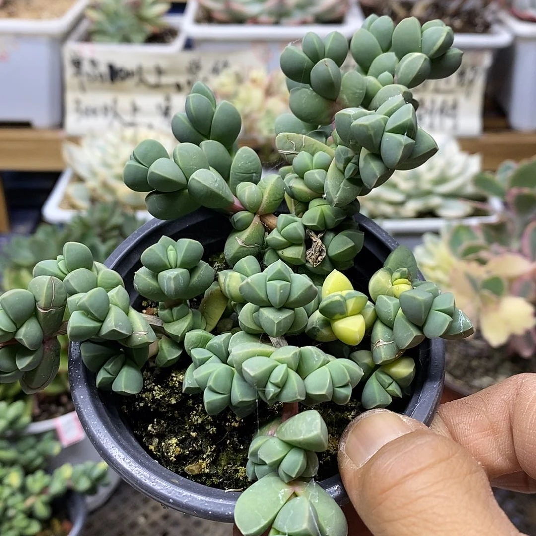 2263 鹿角海棠锦 不售后