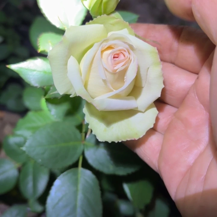 无花朵香草蕾丝小苗