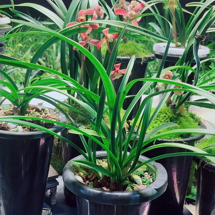 深***兰完全开放一物一漂亮开花