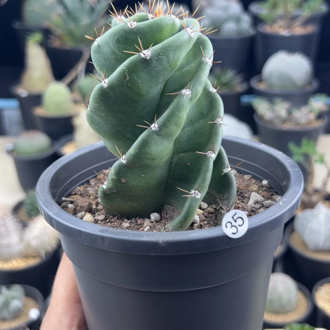 龙卷风一物一拍，，，