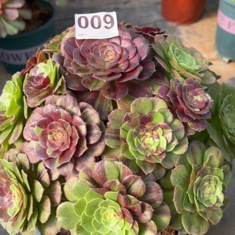 009花月夜30厘米左右