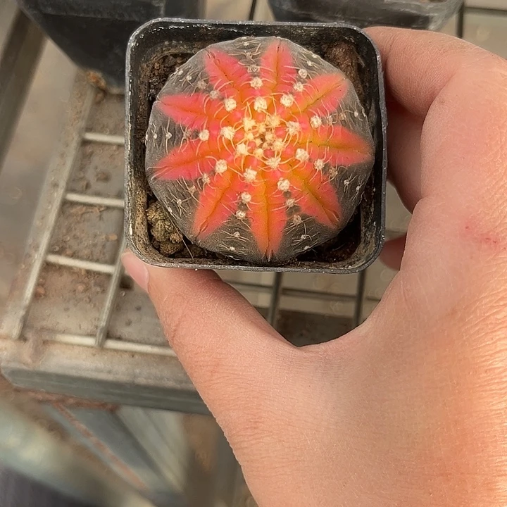 我也不知道我为什么要这样