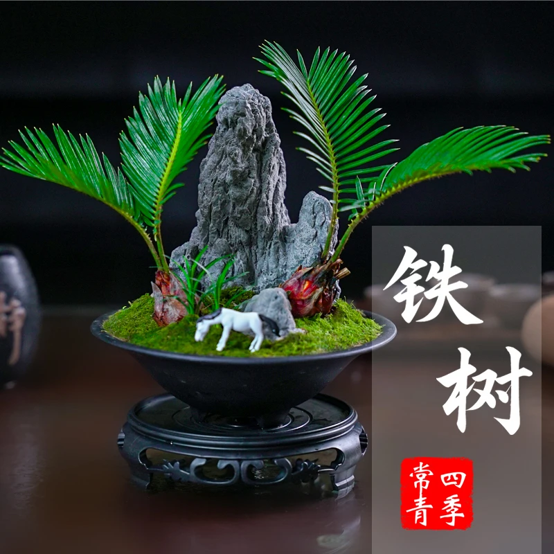 红头铁树创意造型盆景桌面微型山水盆栽室内外好养绿植苏铁办公室