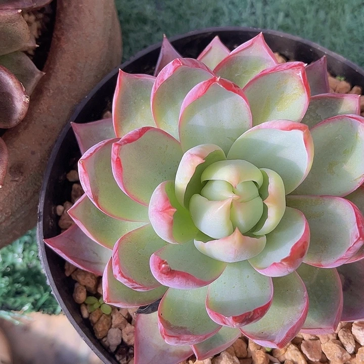 惊鸿仙子0556多肉植物
