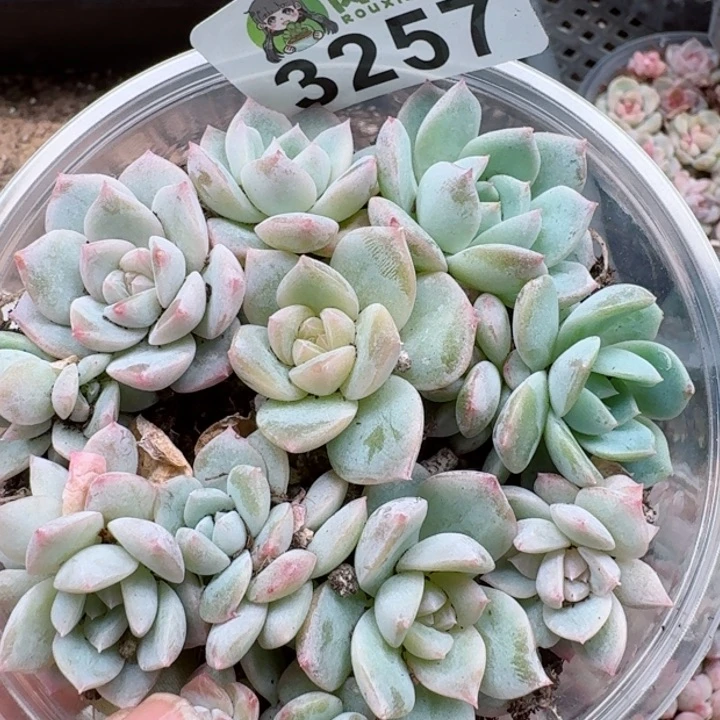 多肉植物多肉植物