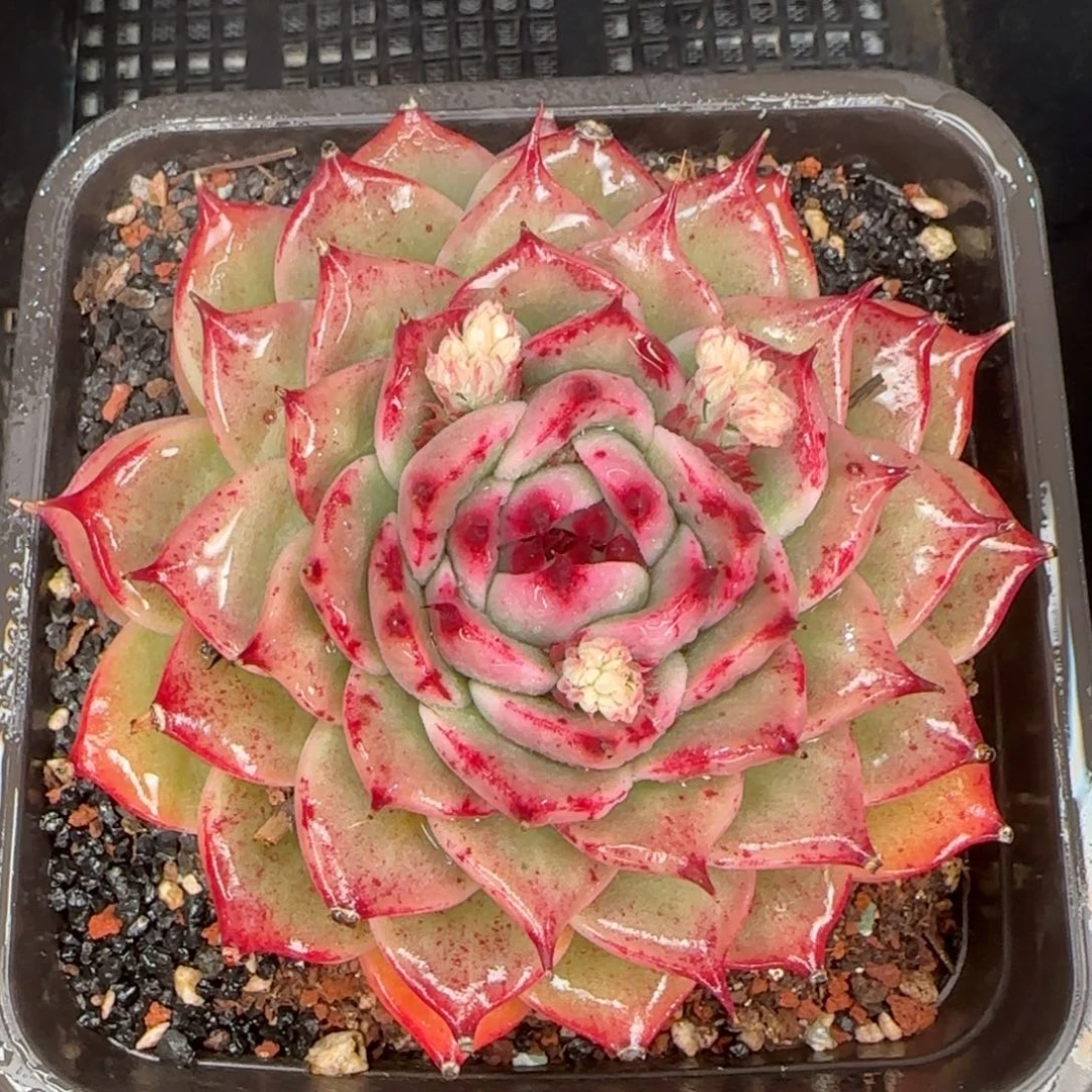 从前慢花园精选多肉托斯卡内利