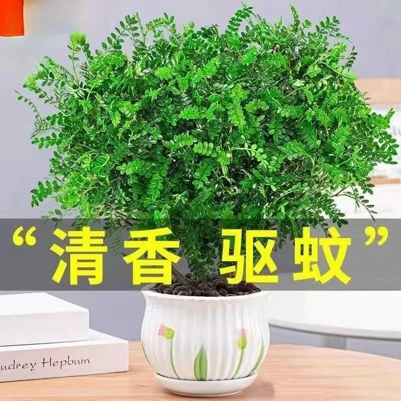精品清香木 桌面绿植