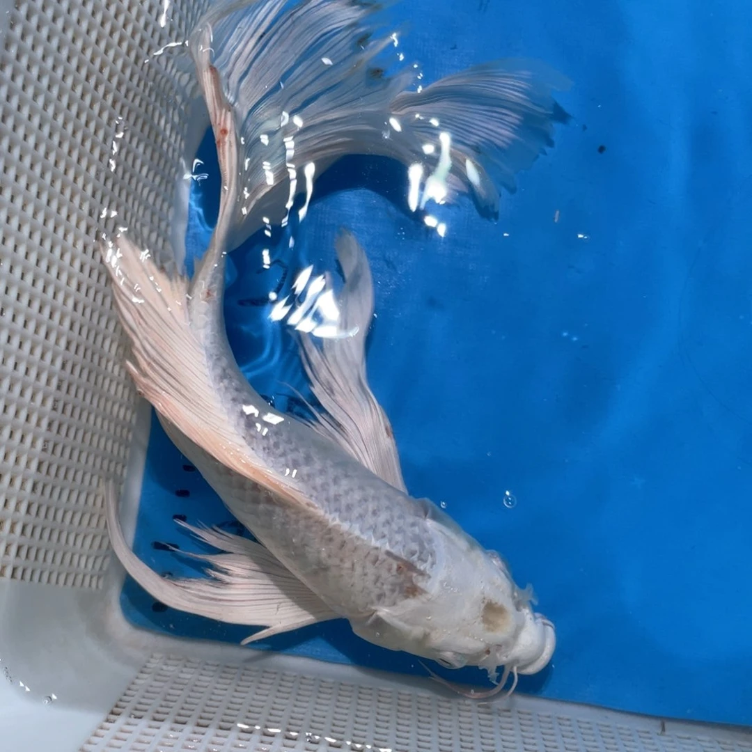 锦鲤蝴蝶鲤鱼锦鲤包邮