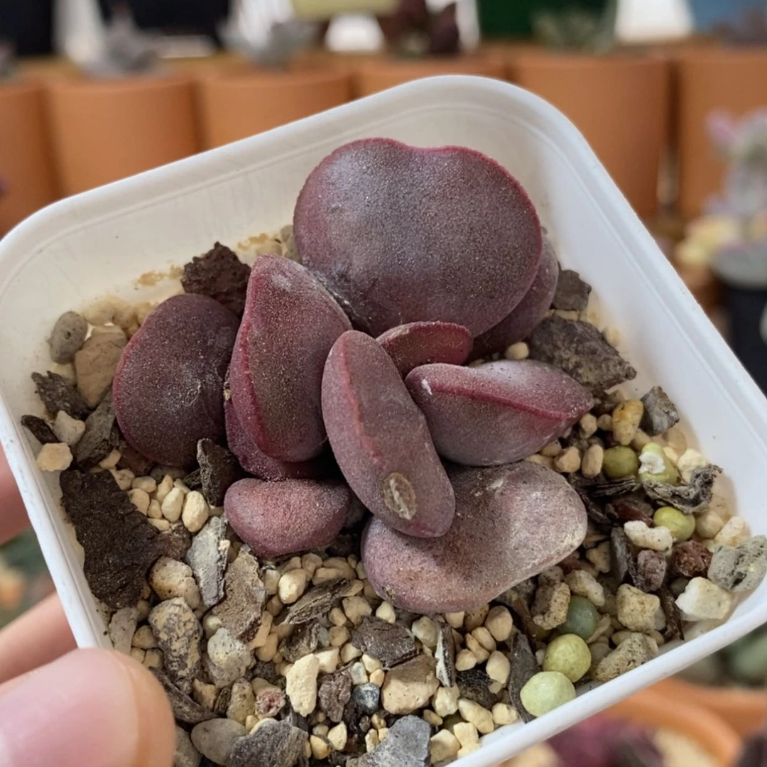 【闪购商品】无花朵