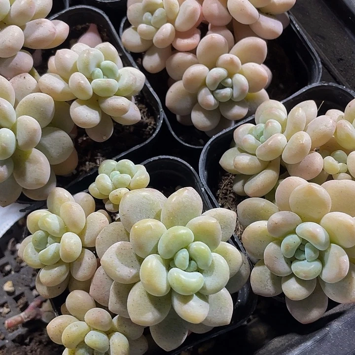 洛可可群3.8带盆土