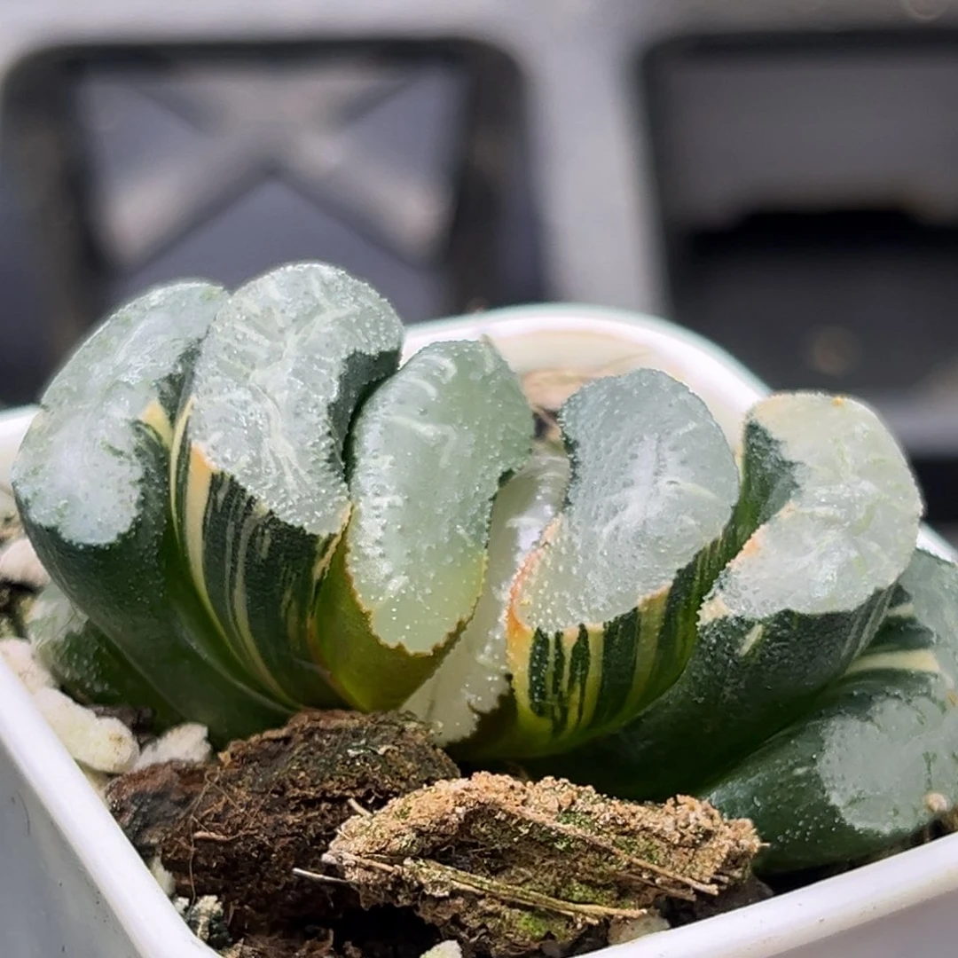 恭喜发财大吉大利1982