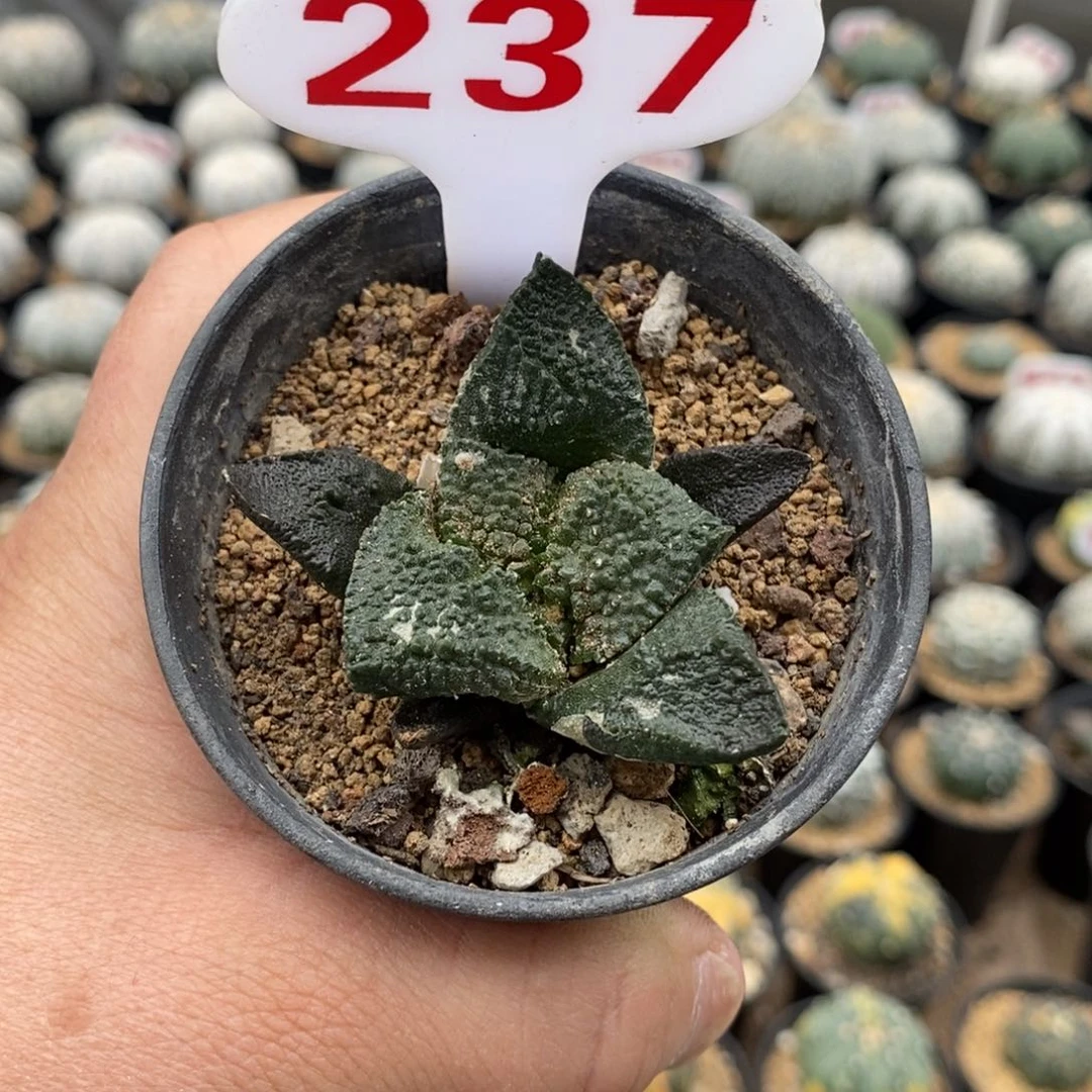 237龟甲牡丹福利多多