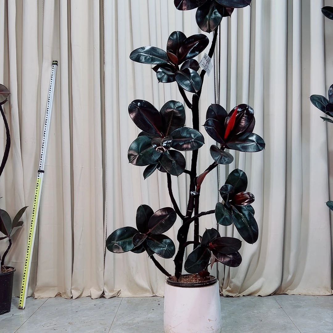 688平平安安健健康康