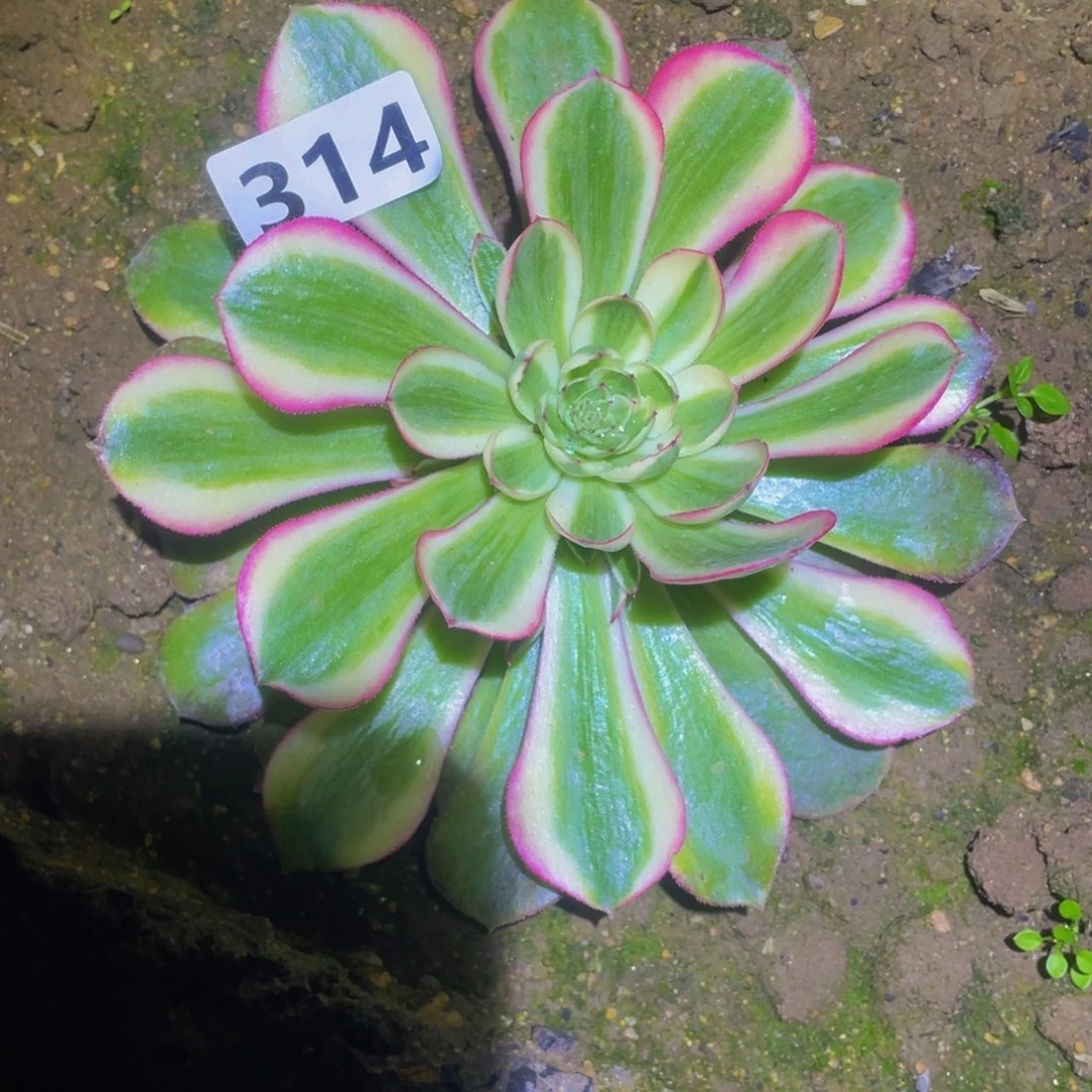 314半糖荔枝多肉植物