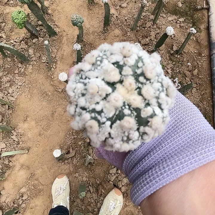 完全开放兜兜都1