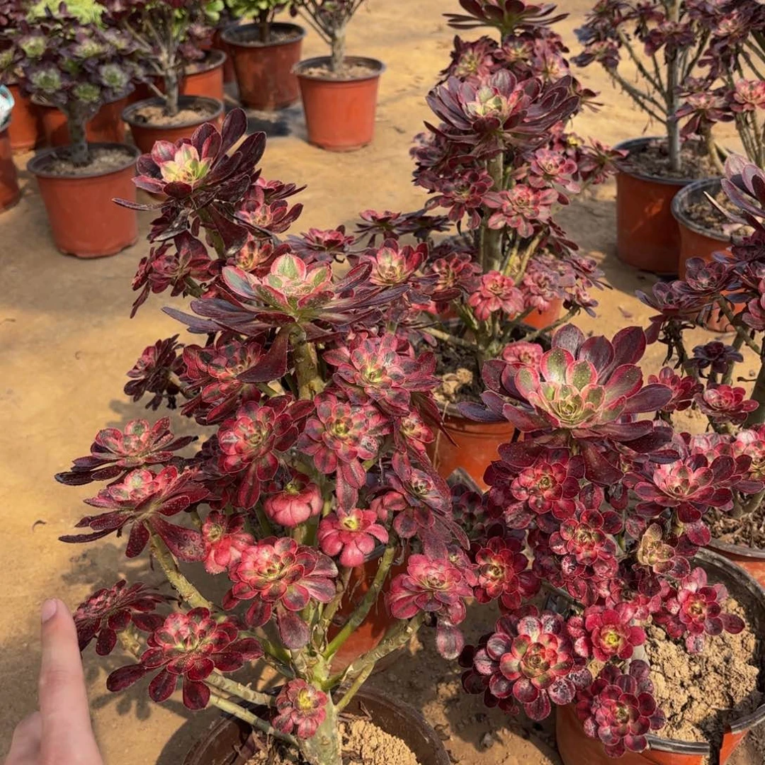 香奈儿15.8多肉植物