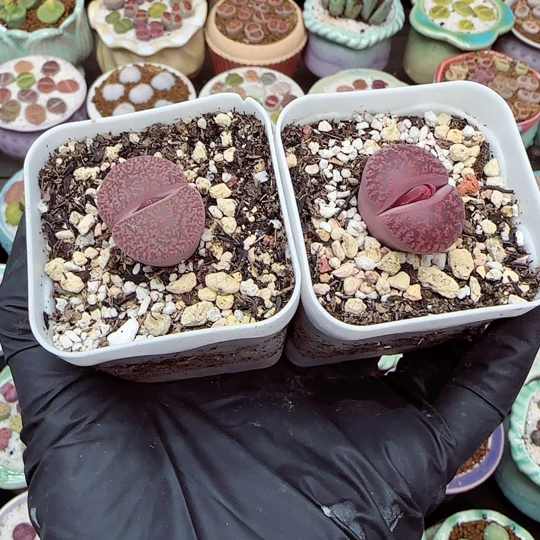 生石花满18包邮1104-25