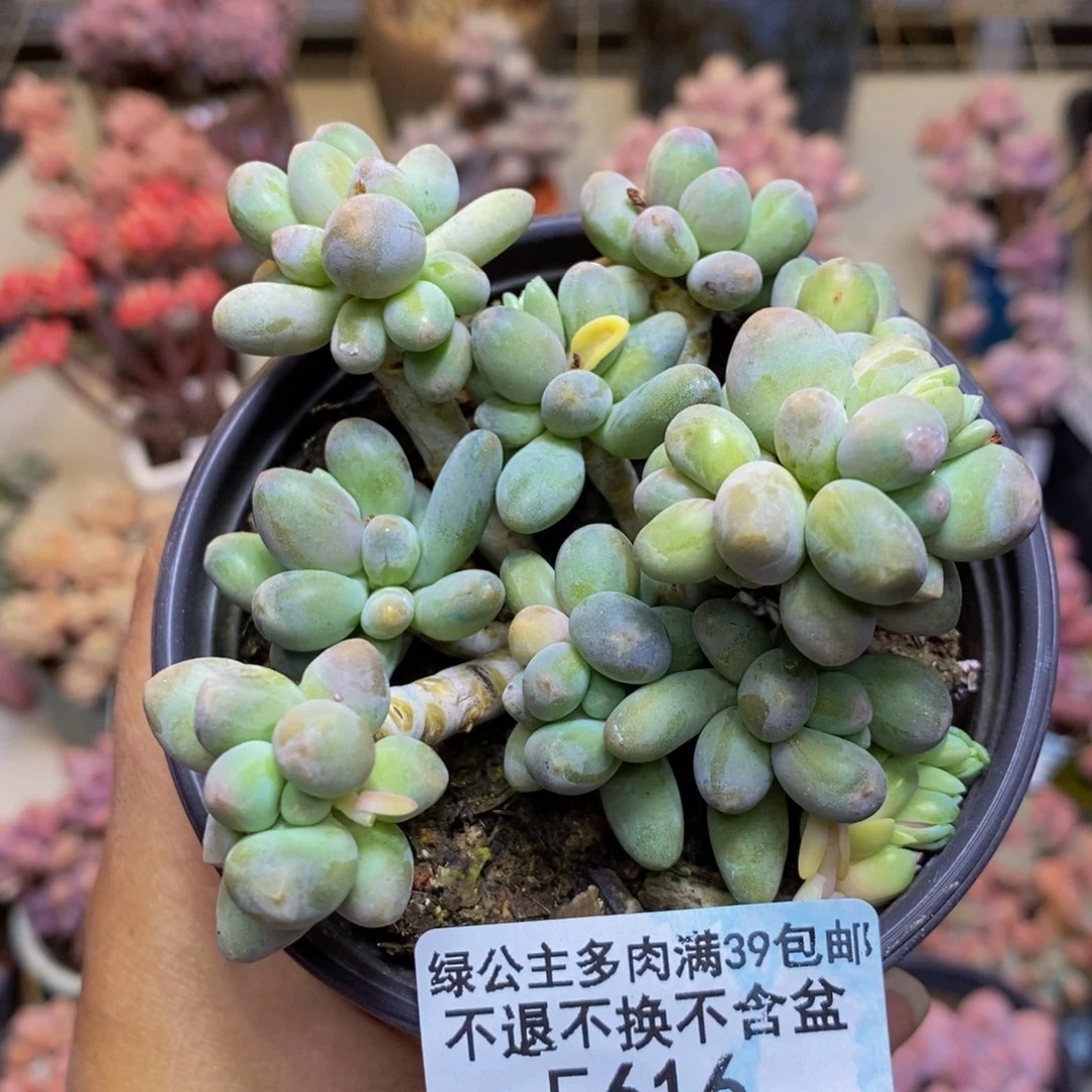 616苹果奶多肉7c m