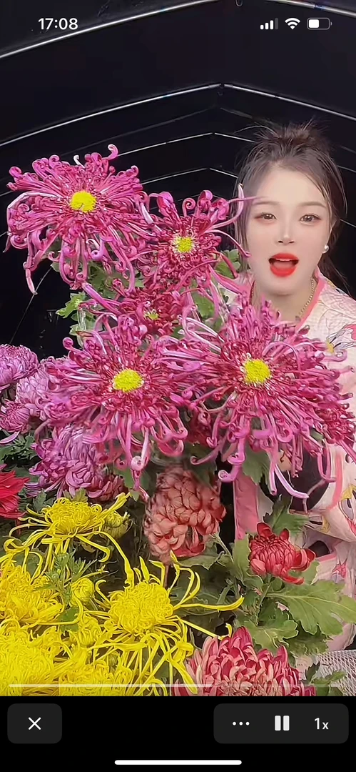 紫霞仙子菊花2颗