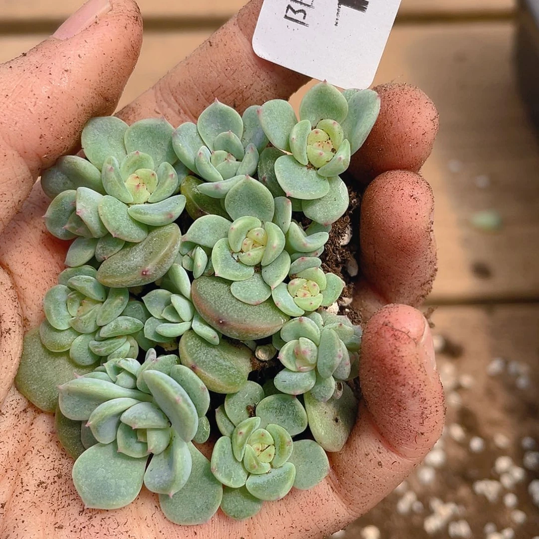 多肉植物多肉植物187