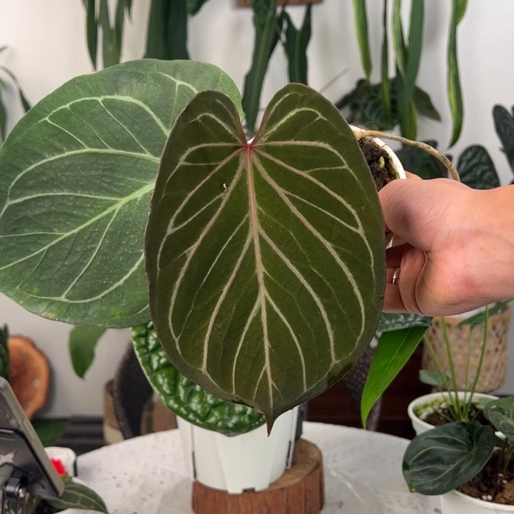 不开花植物Kos｜Hu