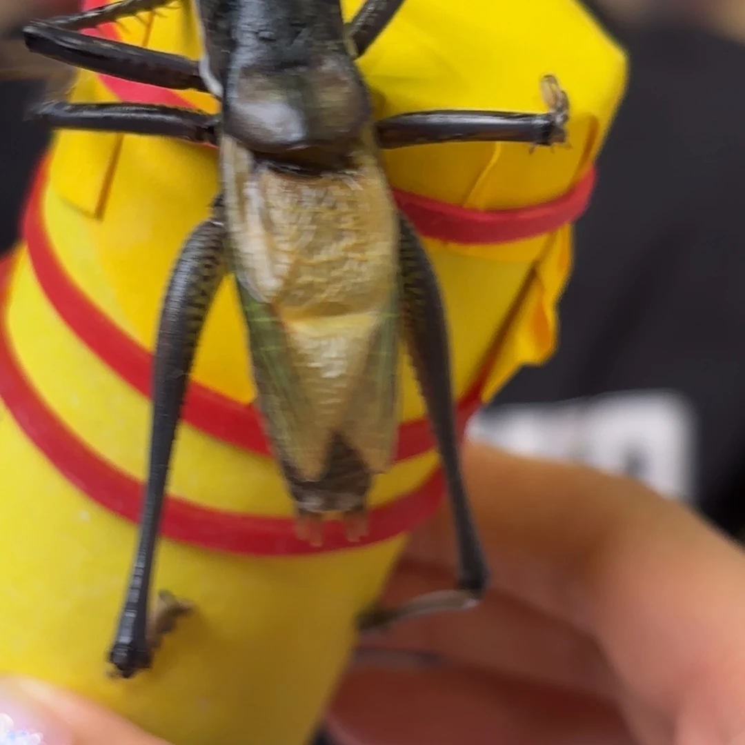 蝈蝈蝈蝈福福价格