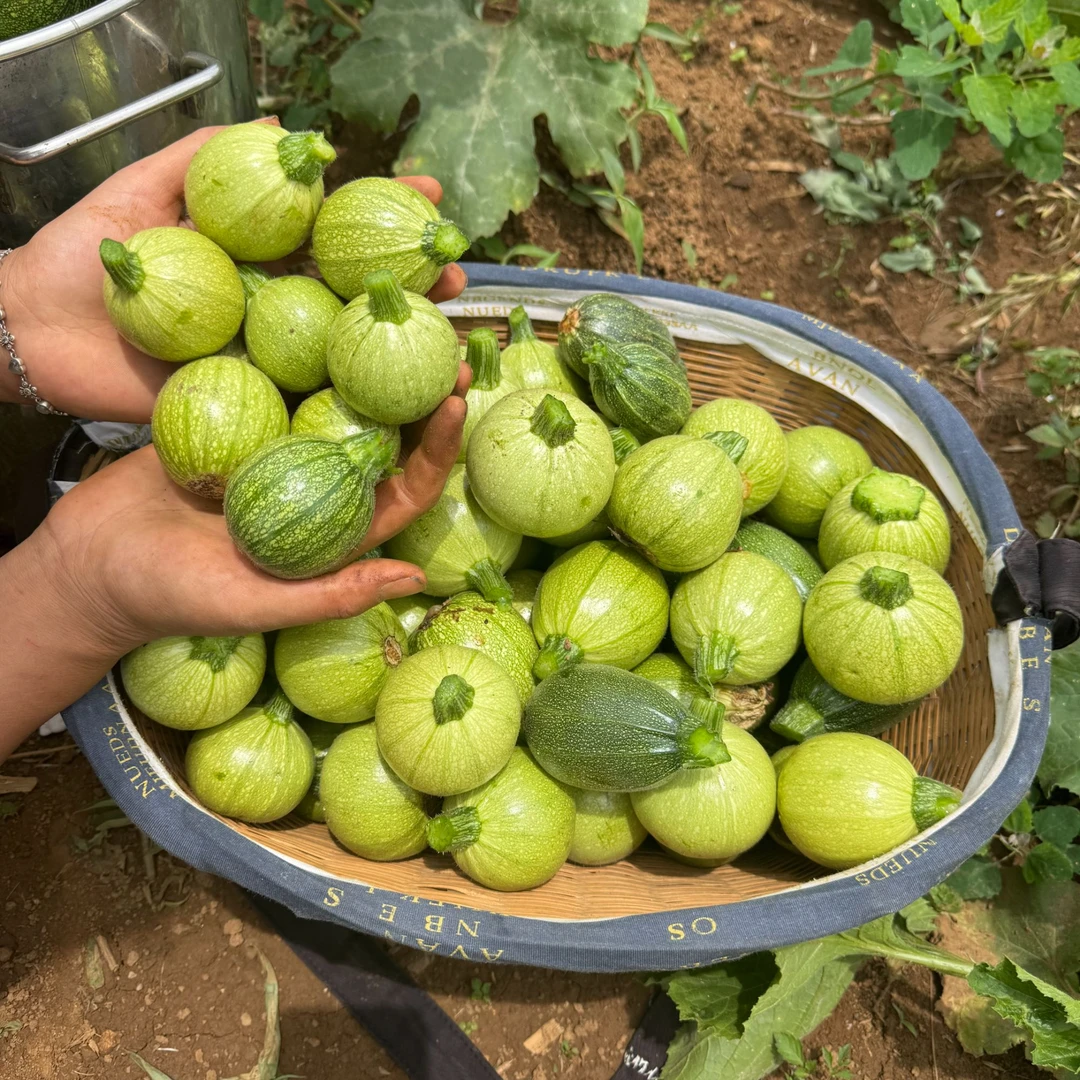 贵州小小南瓜 小梦瓜迷你小南瓜  一口一个小南瓜小嫩瓜 脆嫩清甜