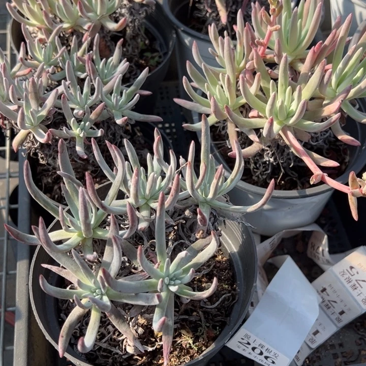 爱杜丽斯老桩一颗量拍多肉满20包邮初7发