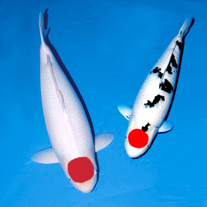 冷水活鱼黄金锦鲤戒子茶锦鲤观赏鱼鱼观赏鱼鲤丹顶秋翠观赏鱼大鱼