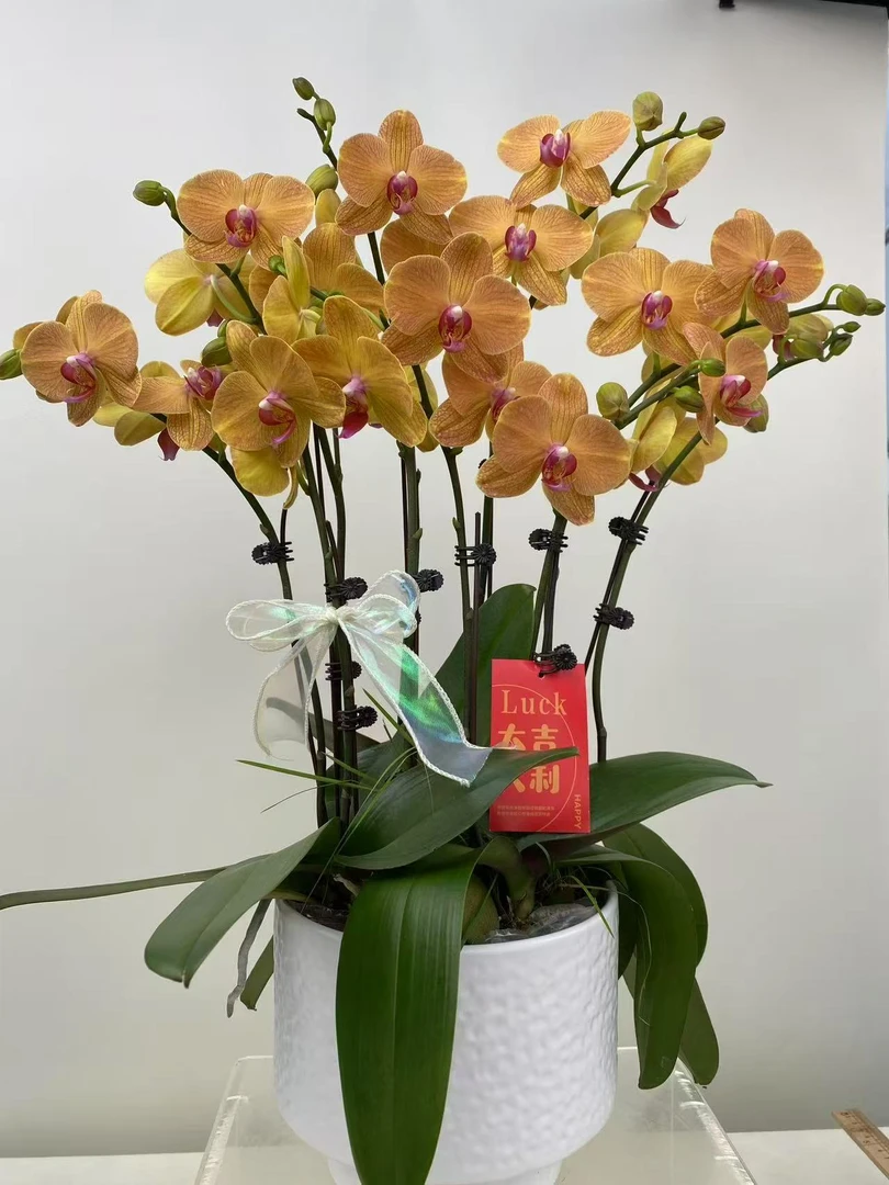 蝴蝶兰【芒果慕斯】鲜花盆栽室内观赏花花佛山基地直发好养易活