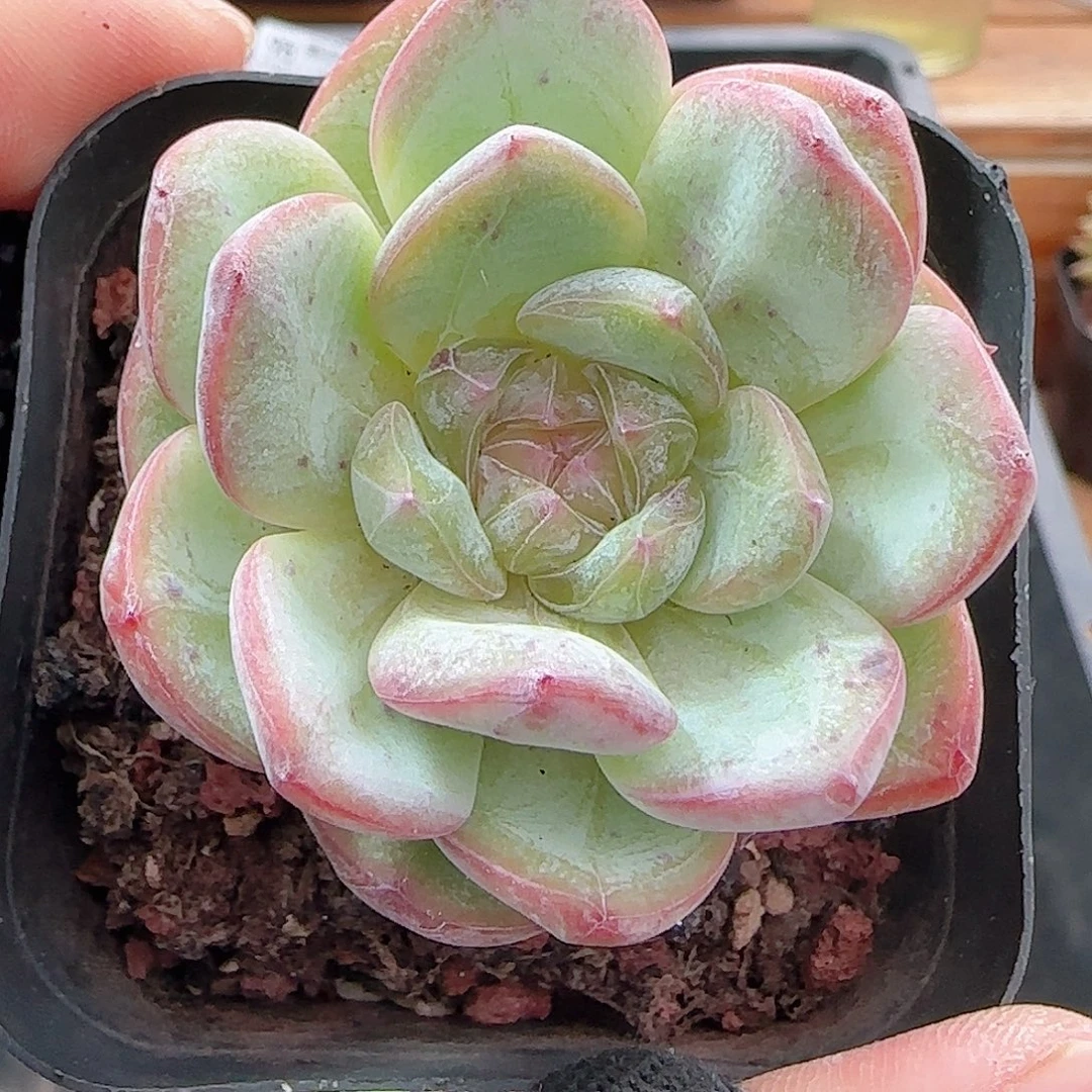多肉0919--99星星珍妮