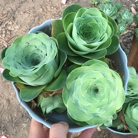 单头玫瑰三个多肉13