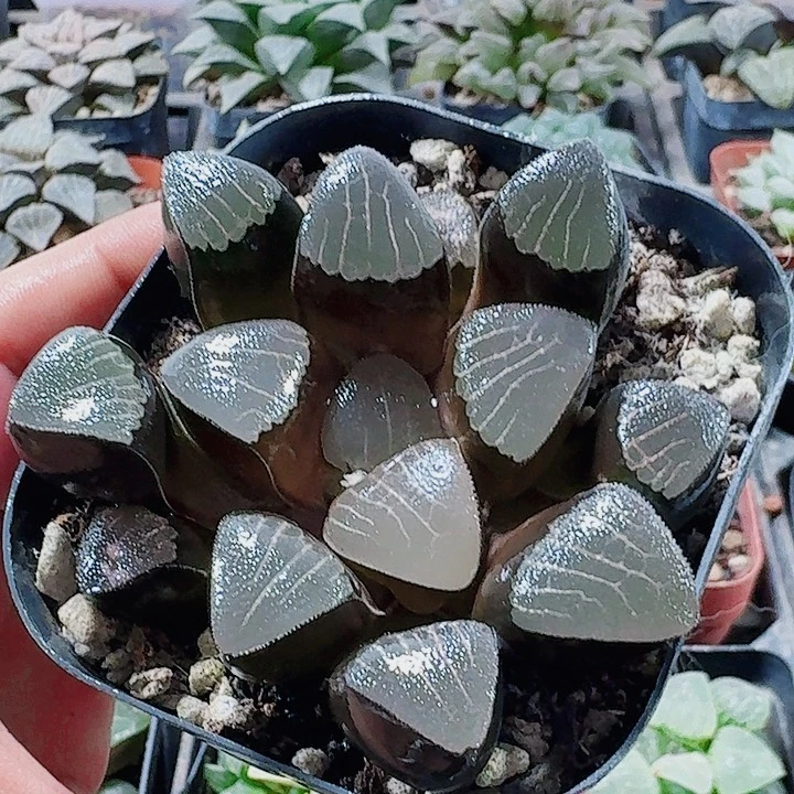 无花朵十二卷 实生寿福利