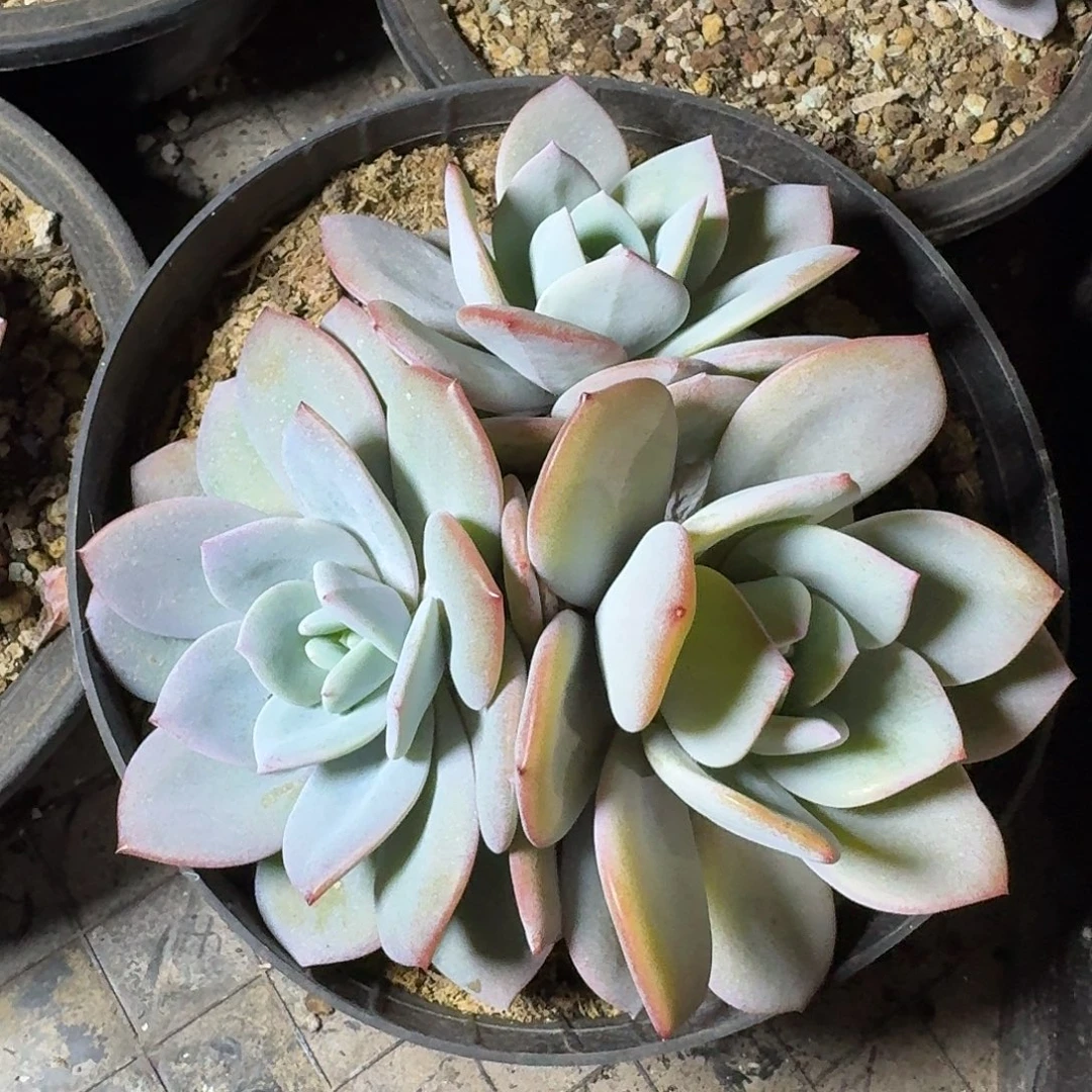 3头韩版奶茶无砍尺寸17