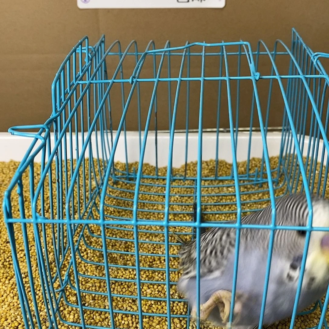 虎皮鹦鹉大头虎皮
