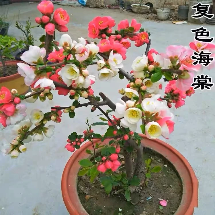 涵-【复色海棠】重瓣海棠花盆栽海棠花苗盆景老桩四季年宵花卉