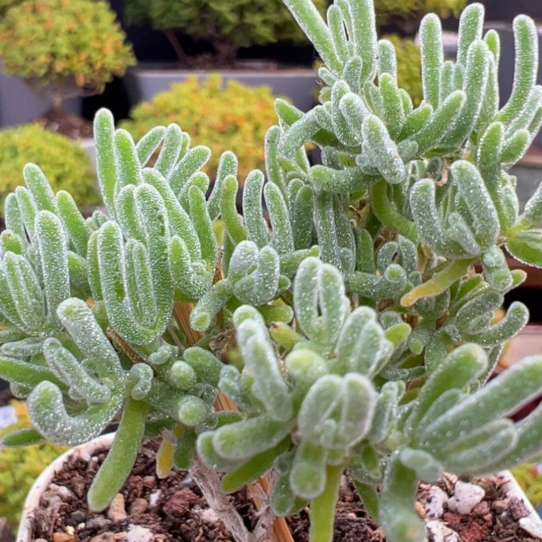 【闪购商品】dy6729小精控冰霜冠幅5cm